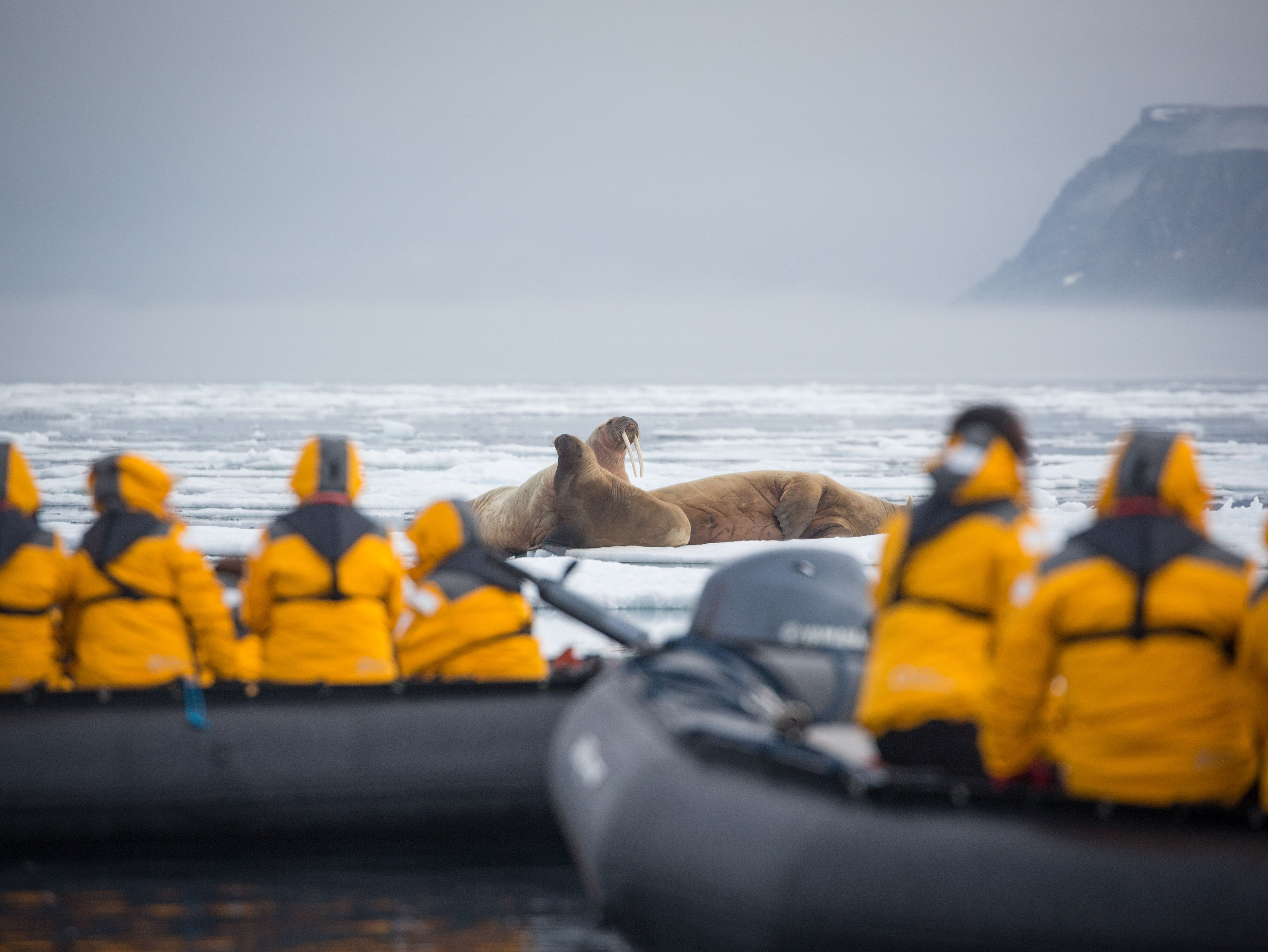Quark Expeditions Ultramarine Excursions Zodiacs.jpeg
