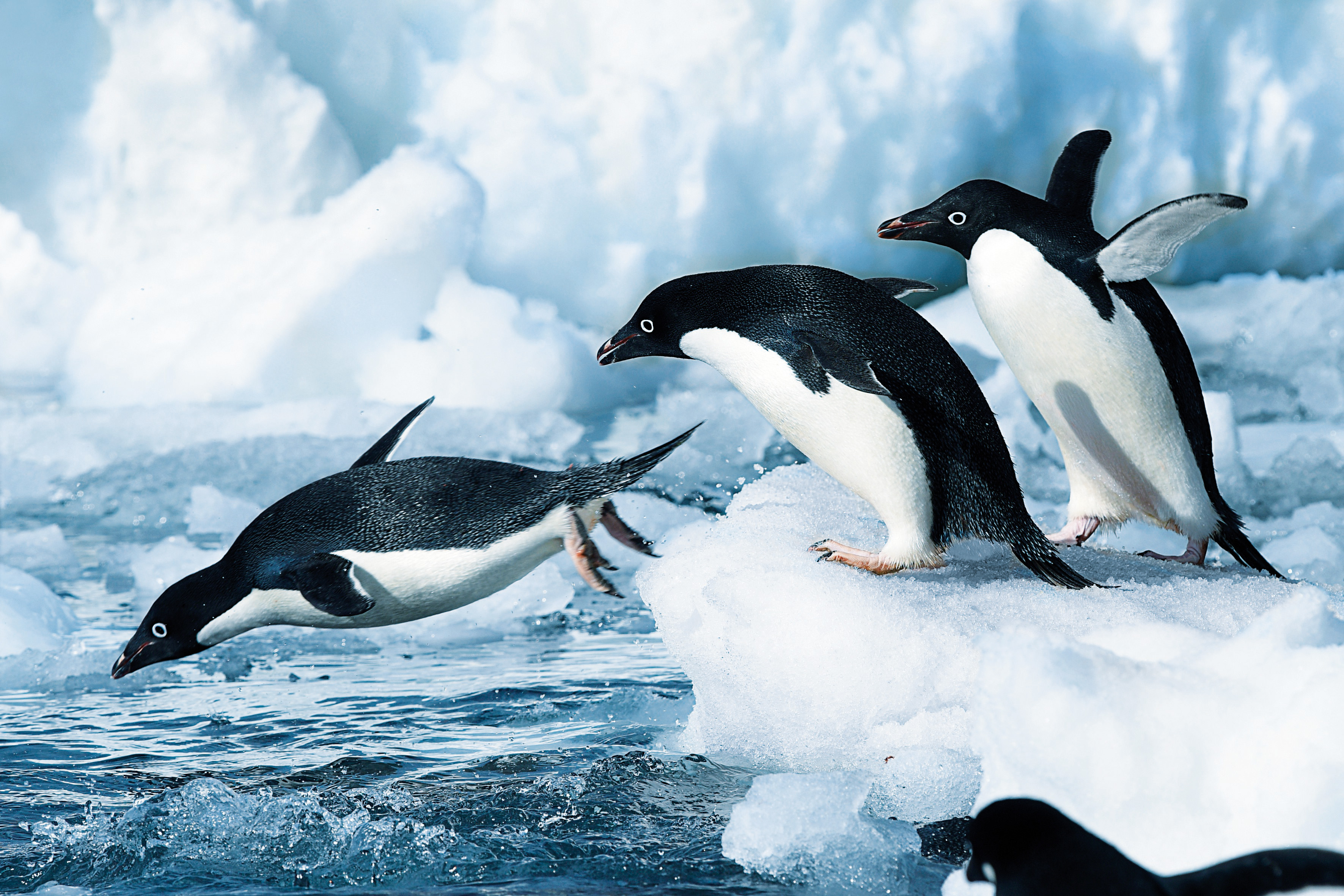 Hapag Lloyd - Hanseatic Expediton Ships - Nature Wildlife Zodiacs Expeditions Excursions _3_.jpg