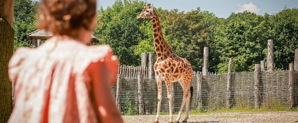 Zoo Photographer - Credit Paul Collins - Little girl at outside giraffe enclosure - Copy.png