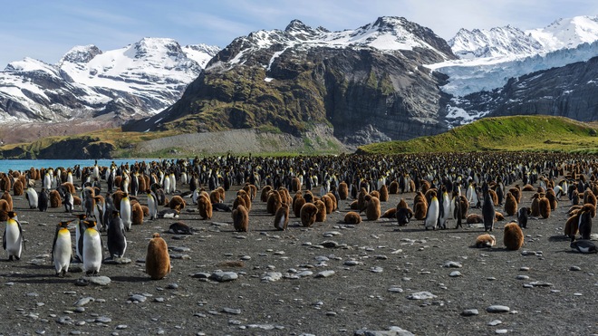 South Georgia, Falklands & Antarctic Odyssey