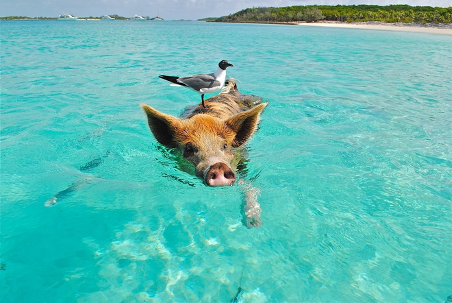Jewels of the northern Caribbean
