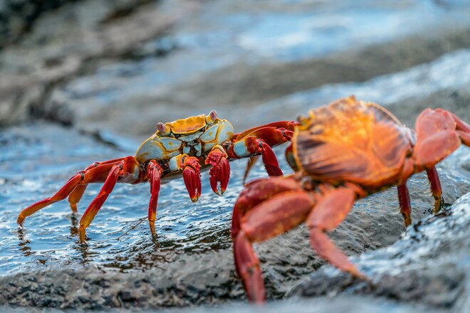 7 Night Galapagos Inner Loop Itinerary - Christmas