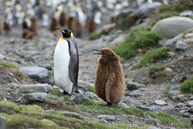Antarctica and the Weddell Sea