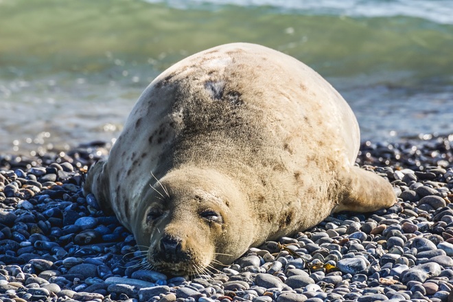 7 Night Galapagos Inner Loop Cruise - Christmas at Sea