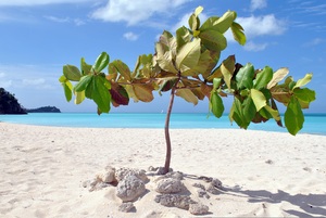 Prickly Pear Island