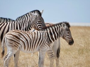 Tarangire National Park
