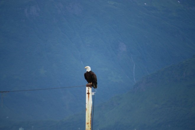 Alaska Cruise: Hubbard Glacier, Icy Strait & Ketchikan