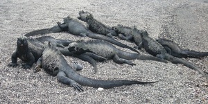 Mangle Point, Fernandina Island, Galápagos