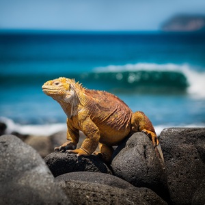 Fernandina Island, Galápagos