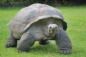 Aldabra Atoll