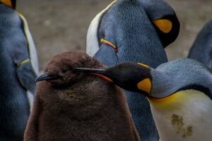 Macquarie Island, Tasmania