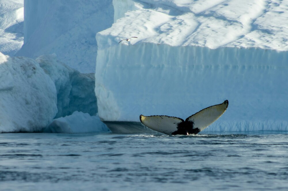 Disko Bay