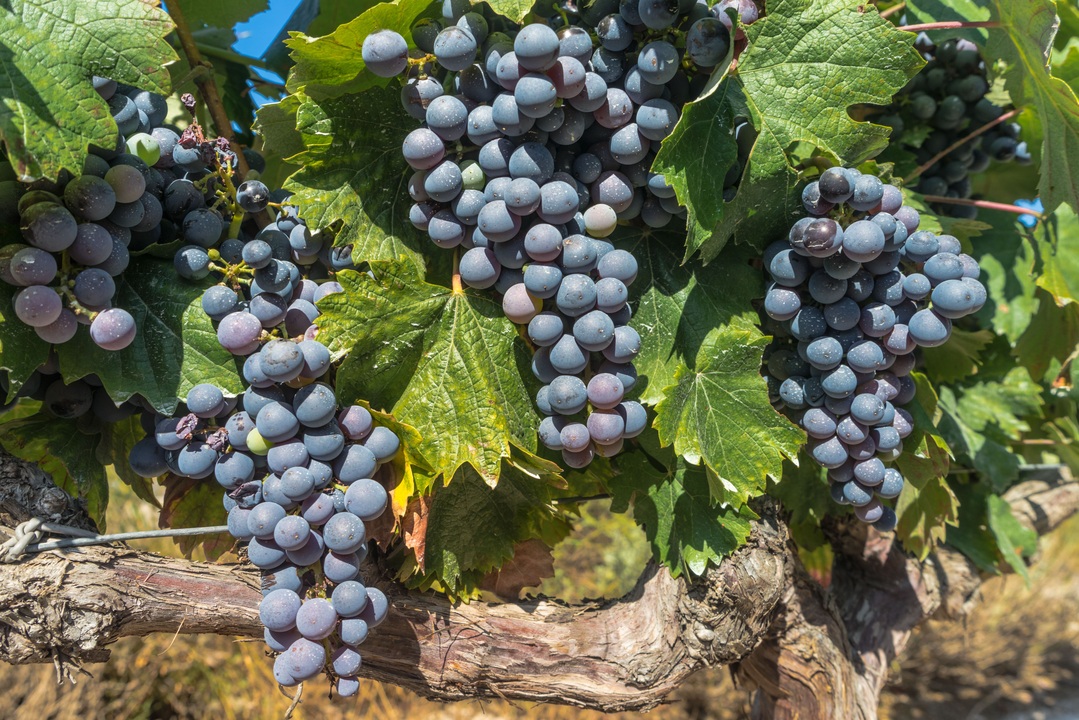 Vineyard, Bordeaux region