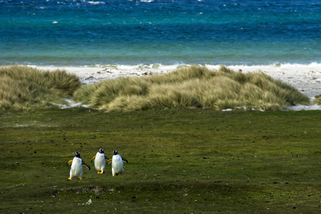 Falkland Islands