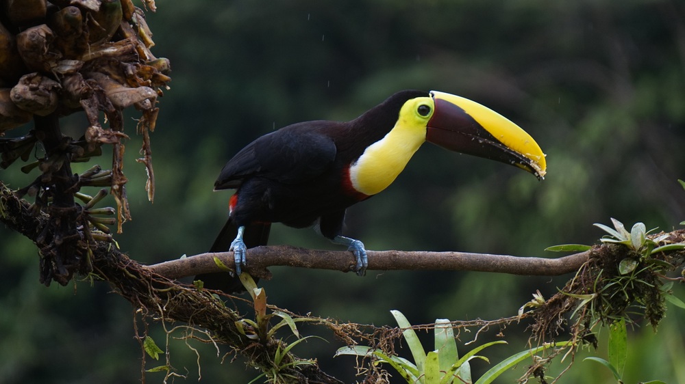 Curú Wildlife Refuge