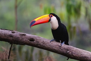 Belem