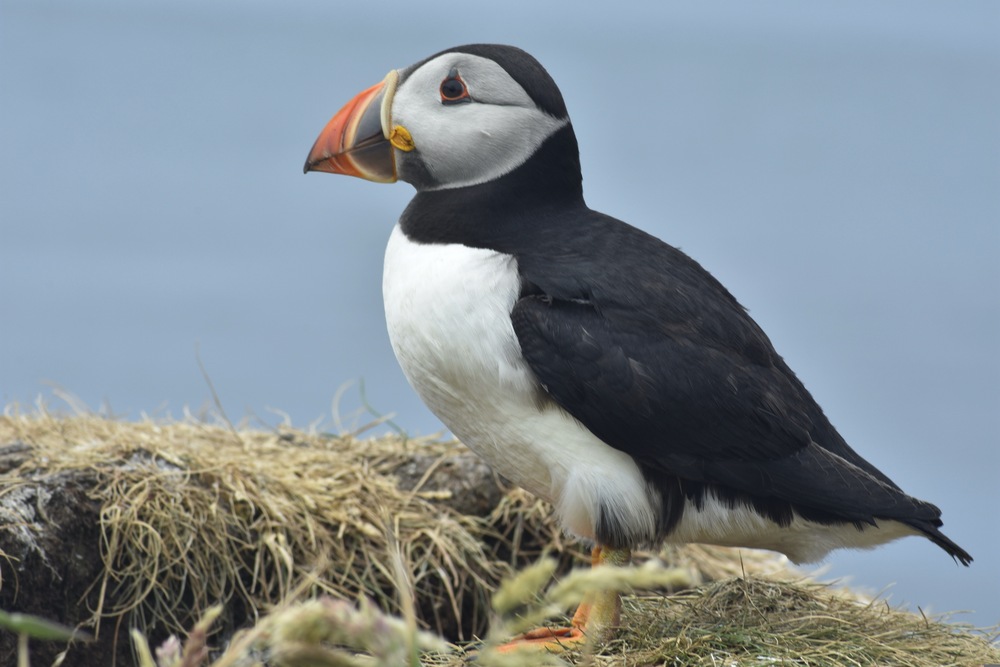 Staffa Island