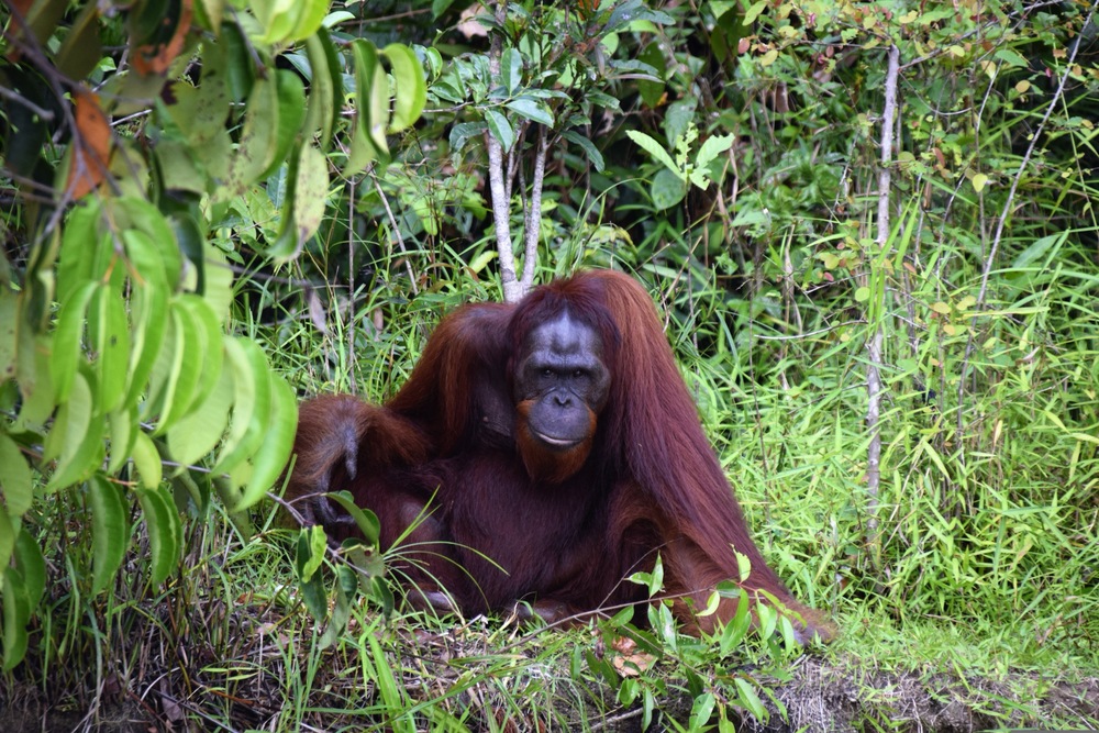 Sandakan, Sabah