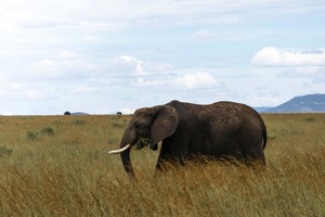 Maasai Mara National Reserve
