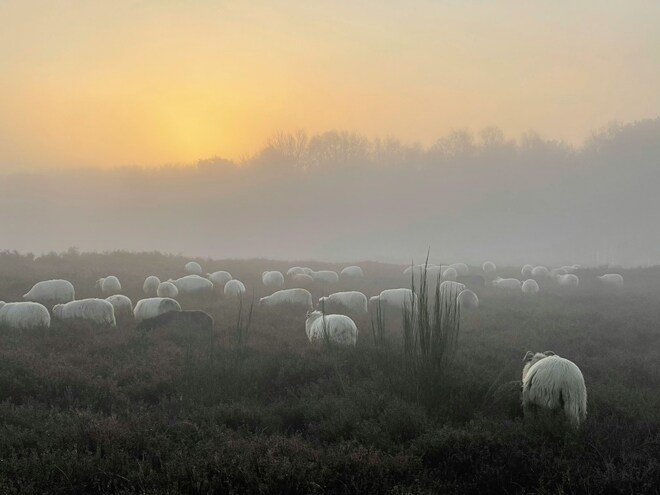 Spring in the Netherlands: Amsterdam & the Tulips River Cruise for Solo Travellers