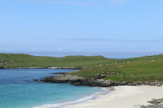 Wild Scotland
