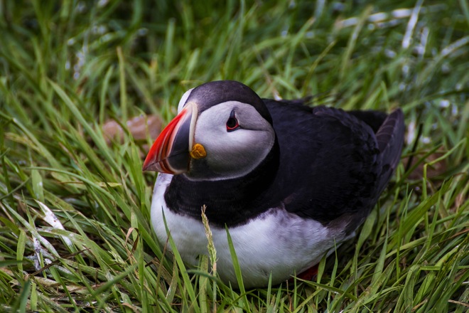 Iceland’s Fire & Ice Circumnavigation