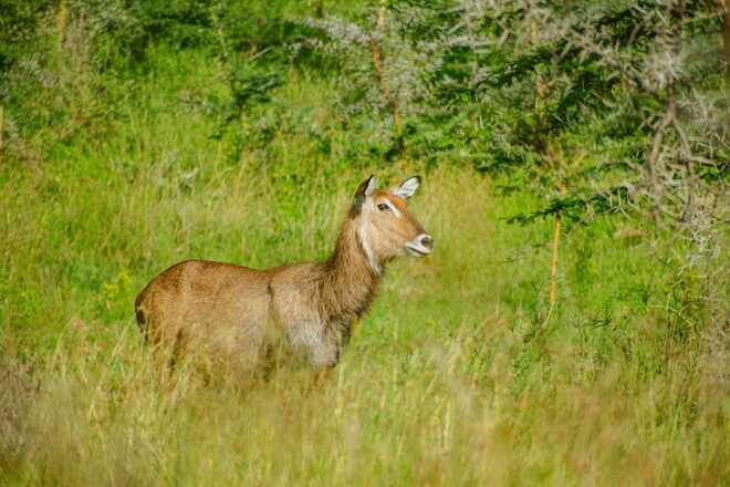 Safari and The Seychelles Island hopping - Cruise & Land Journey