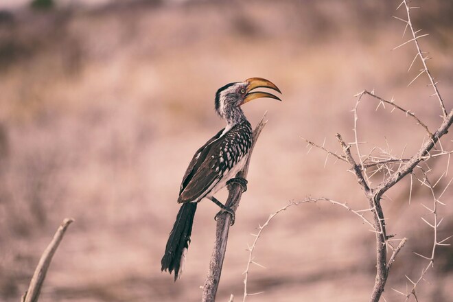 African Wonders & the Skeleton Coast