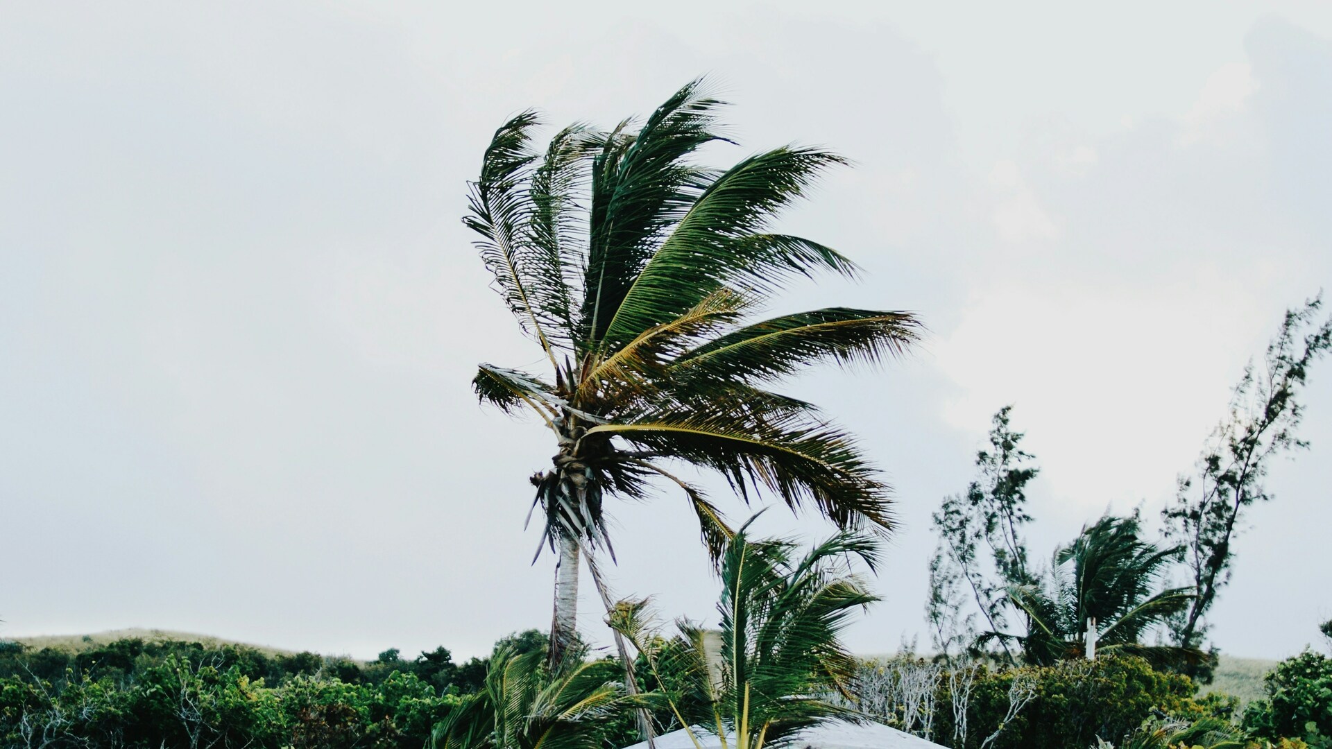 Cruise Image 1