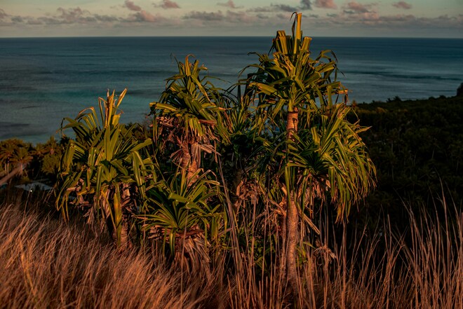 Star Collector: Treasures of the South Pacific