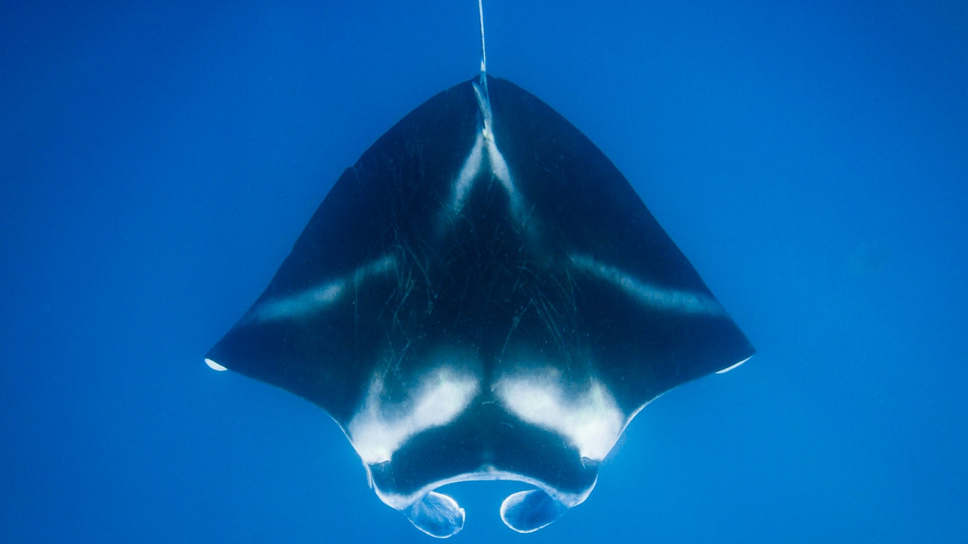 Cruise Image 13