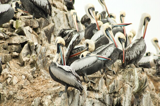 Expedition Chilean Fjords: Natural Spectacles At The Far End Of The Earth