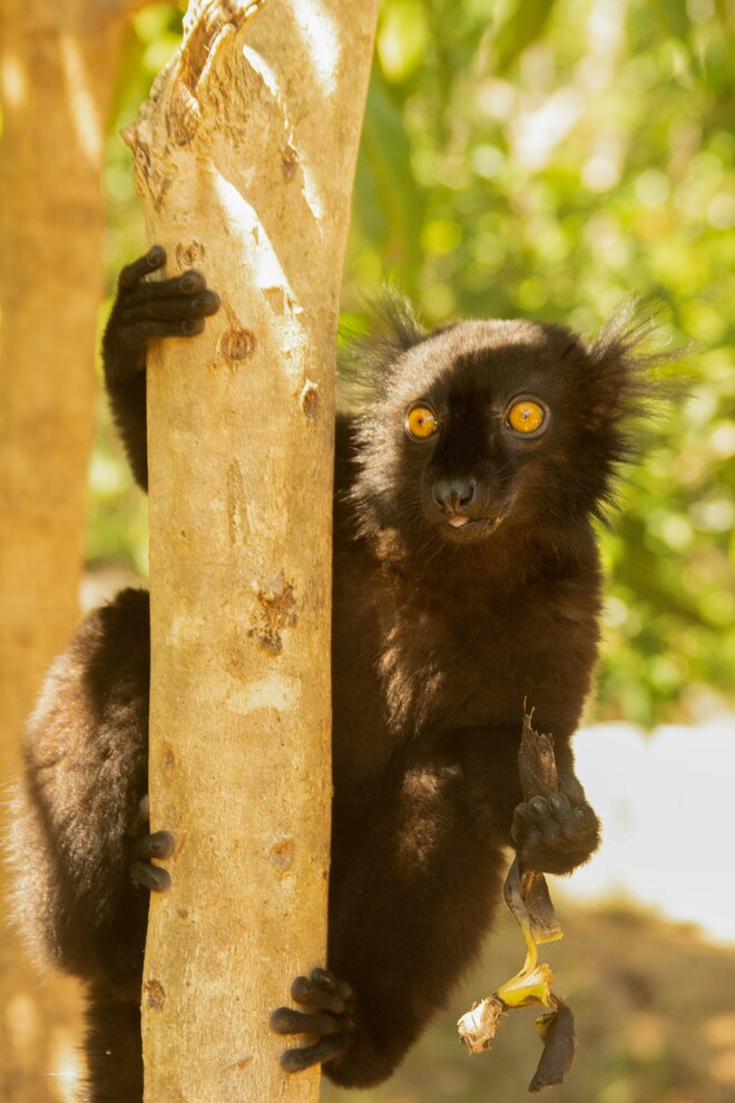 Madagascar & South Africa