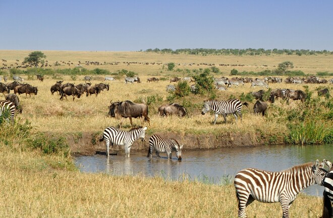 Grand African Safari