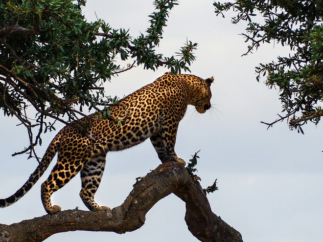 Great Migration: Tanzania & Kenya