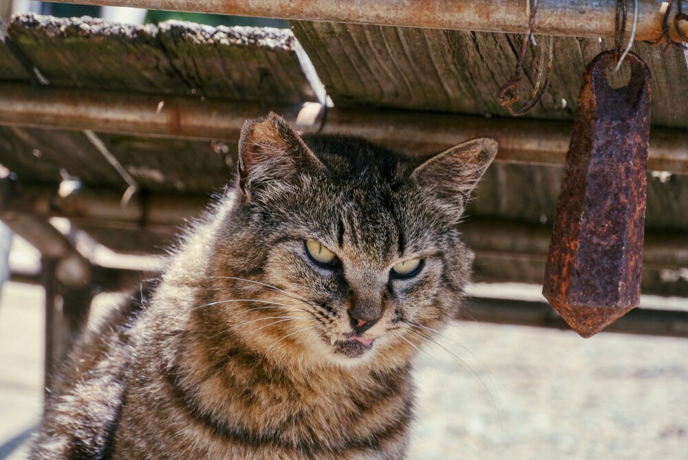 Shingu