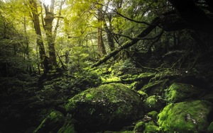 Yakushima