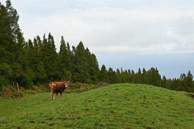 Azores And Channel Islands: From Atlantic Wonderlands To Rarities Of Nature Up Close