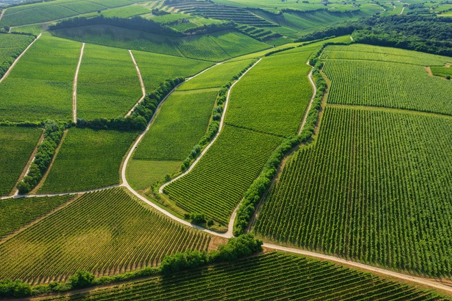 Villány Wine Tasting