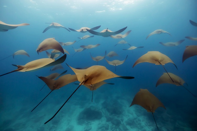 Snorkeling
